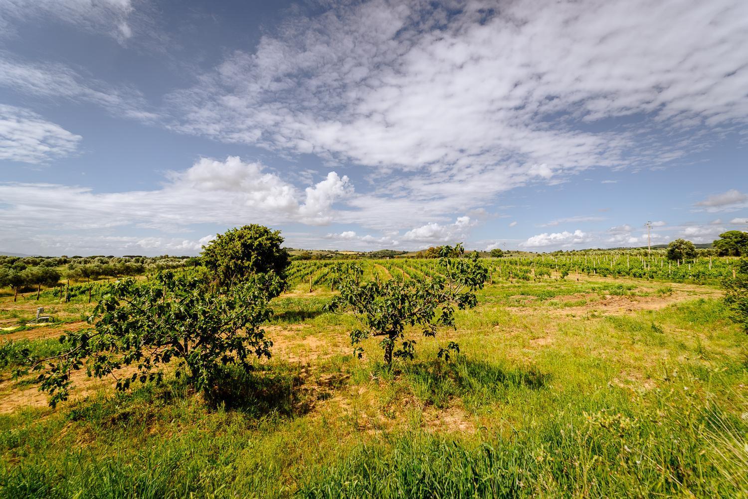 Agriturismo Bio Podere 109 - Wine&Food Alberese Exterior photo